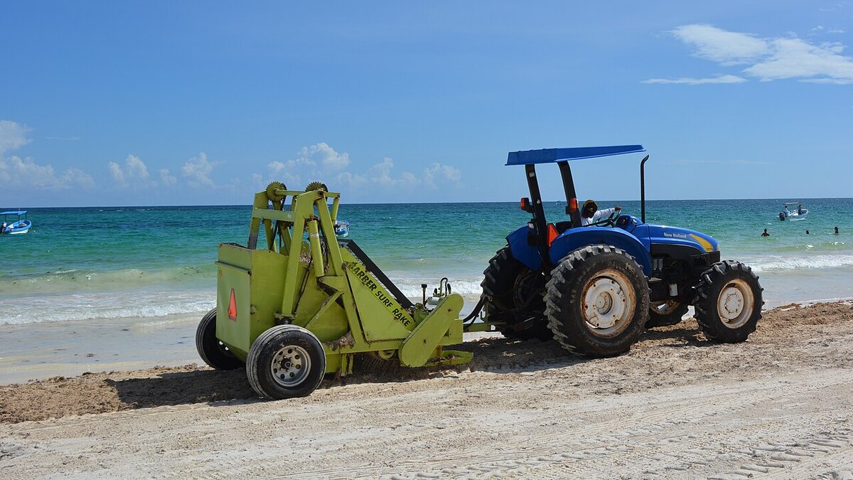 Sargassum Caribbean 2026: Record Seaweed, 40% Hotel Discounts