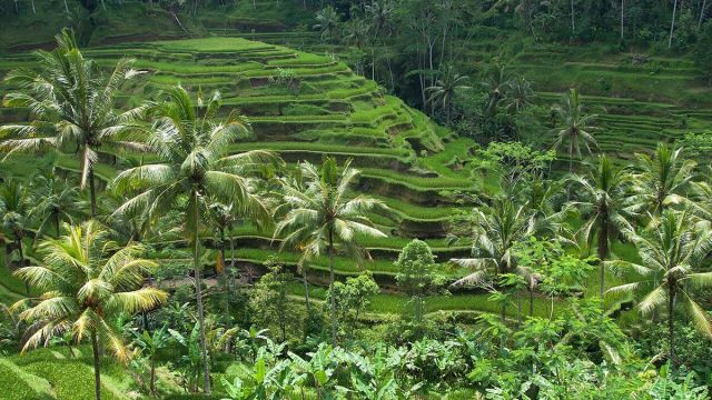 Can You Drink Tap Water in Bali? 2026 Safety Guide
