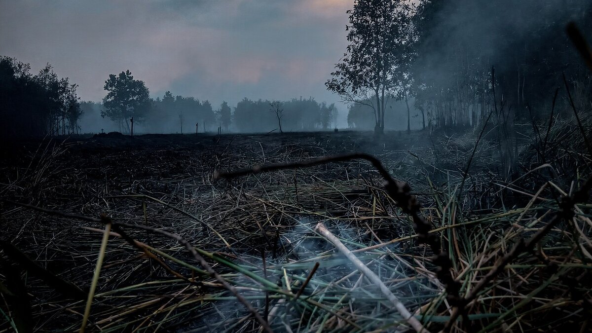 Indonesia Probes 3 Firms Over Jambi Wildfires Sep 2026