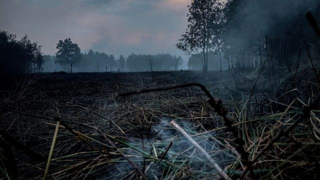 Indonesia Takes Legal Action on 21 Firms Over 11,400ha Fires