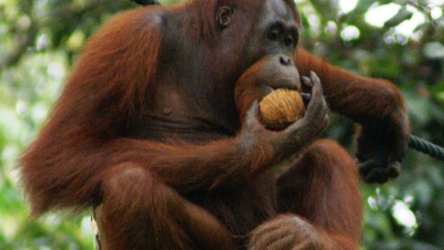 11 Orangutans Evacuated as Kalimantan Fire Hits Reserve