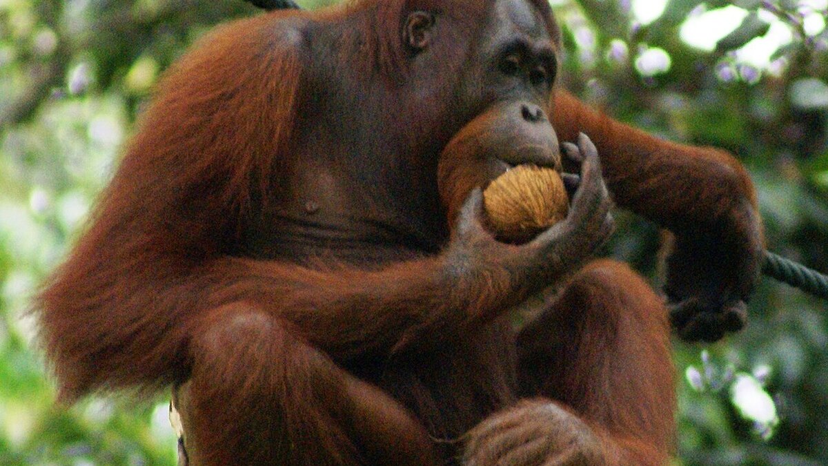 11 Orangutans Evacuated as Kalimantan Fire Hits Reserve